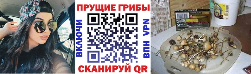 сайты даркнета наркотические препараты  Норильск  Псилоцибиновые грибы GOLDEN TEACHER 